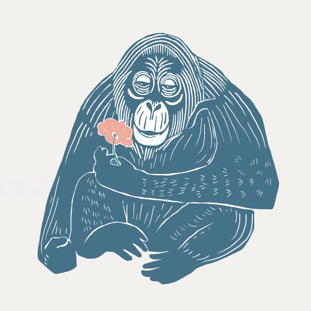Jane Goodall ilustración chimpancé